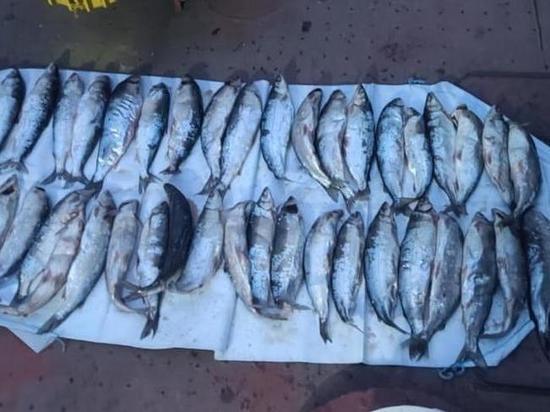Браконьер выловил на Таймыре белую рыбу на 580 тысяч рублей