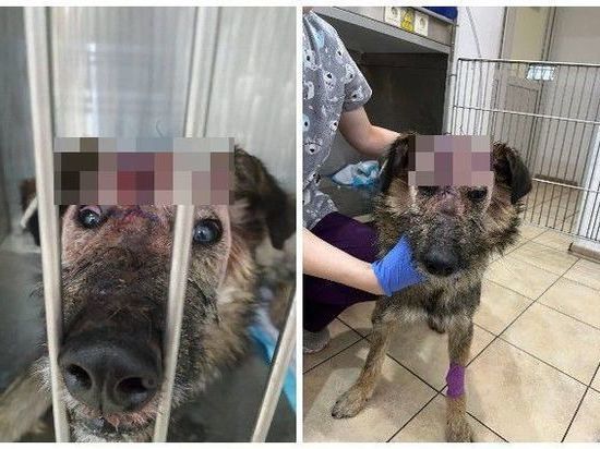 Собаку с разрубленной топором головой спасли в Новосибирске