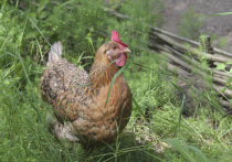 В этом году появился закон, позволяющий россиянам разводить сельскохозяйственную домашнюю птицу и кроликов на своих дачных и садовых участках