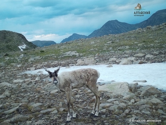 Редкого оленя увидели в горах Алтая