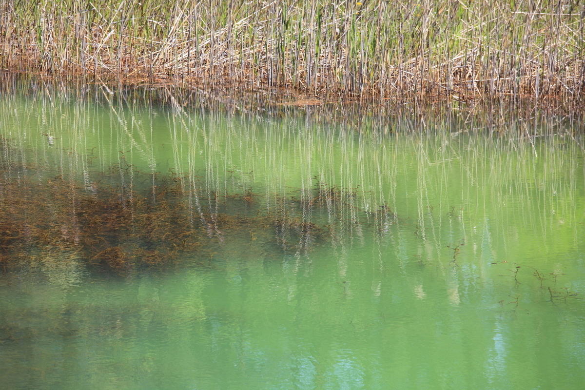 Верхнее болото 5. Болотистый болотный. Земля трава болота. Swamp Marsh разница. Green grassy Water Dirty Swamp.