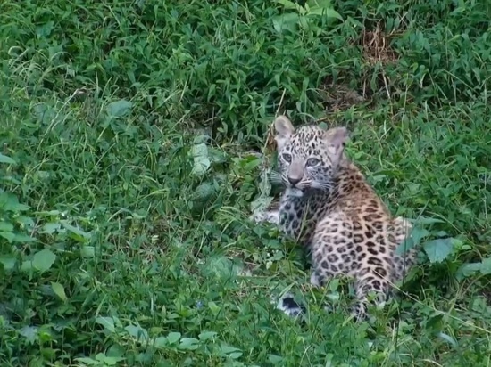 Воспитанники сочинского Центра восстановления леопарда вышли на первую охоту
