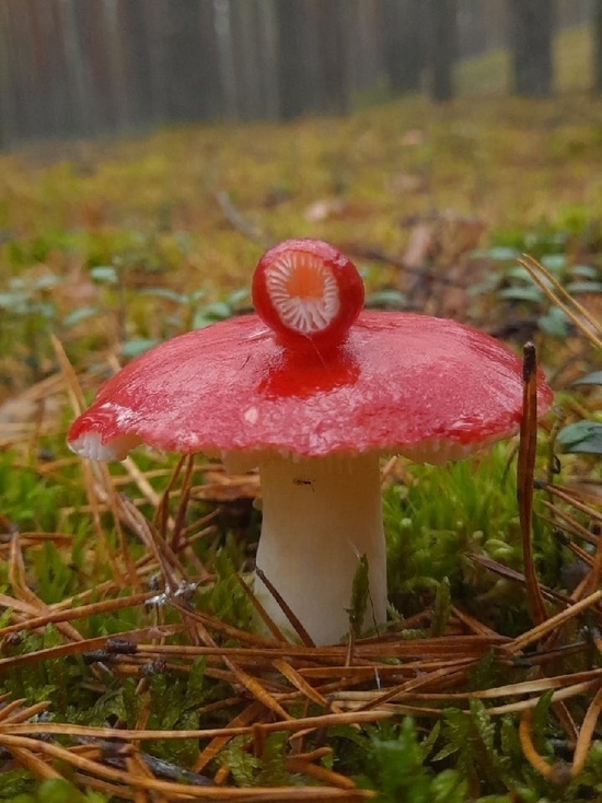 «Психованный» гриб обнаружили в лесу под Псковом
