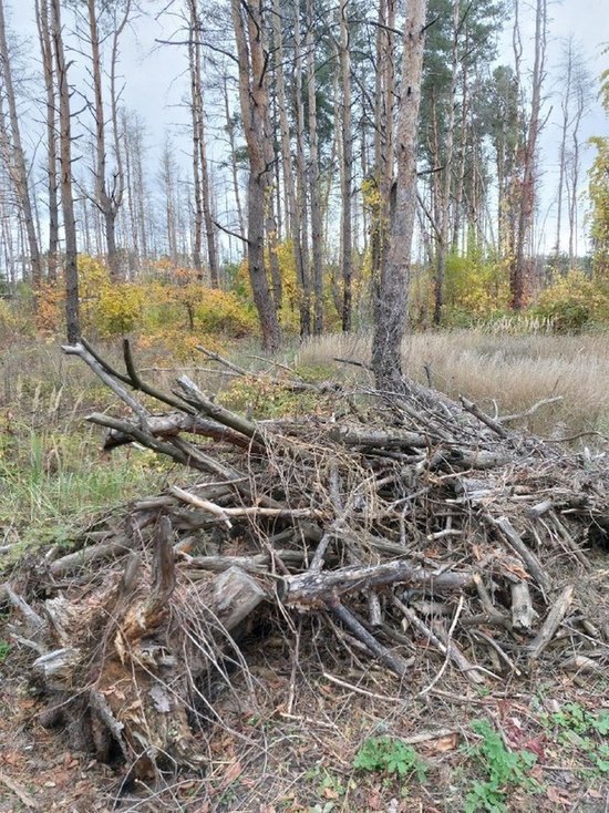 Воронежцев предупредили о распиле валежника «Северном лесу»