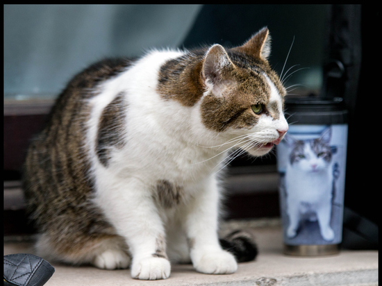 Британцы после отставки Трасс призвали сделать премьером кота Ларри