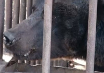 Московский зоопарк помог эвакуировать из ЛНР из города Кременная бурого медведя по кличке Гром