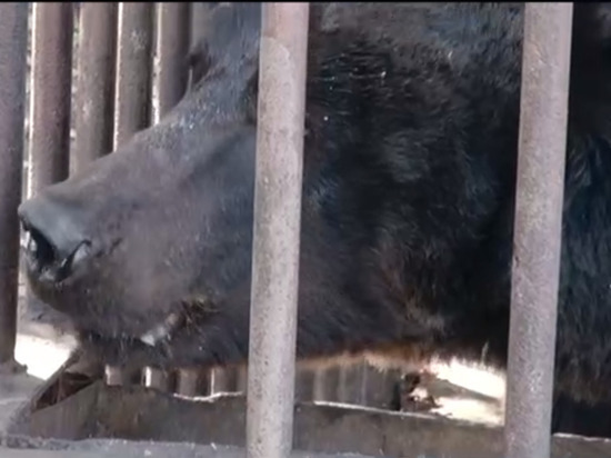 Московский зоопарк эвакуировал из ЛНР бурого медведя Грома