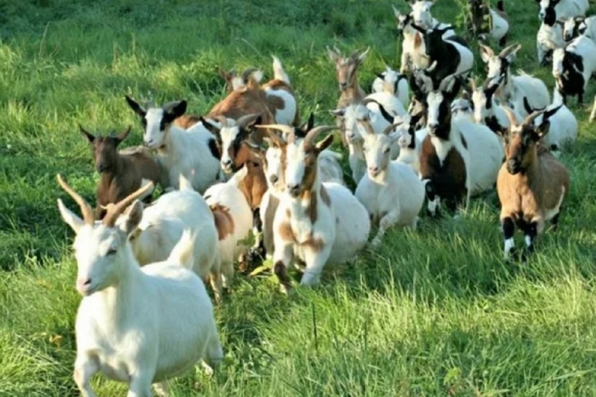 Костромские казусы: сидоровы козы в Судиславском районе