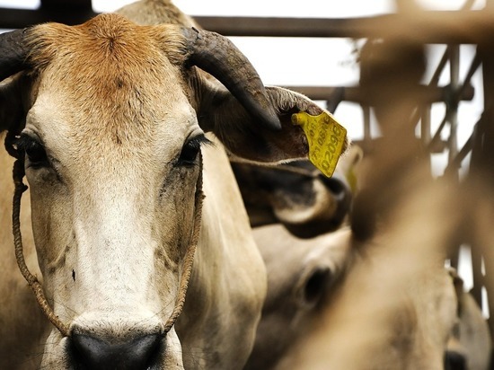 Белгородский перевозчик заплатил клиенту 1,6 млн рублей ущерба за смерть 9 коров в пути