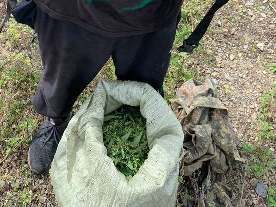 Двоих комсомольчан осудят за сбор и хранение конопли