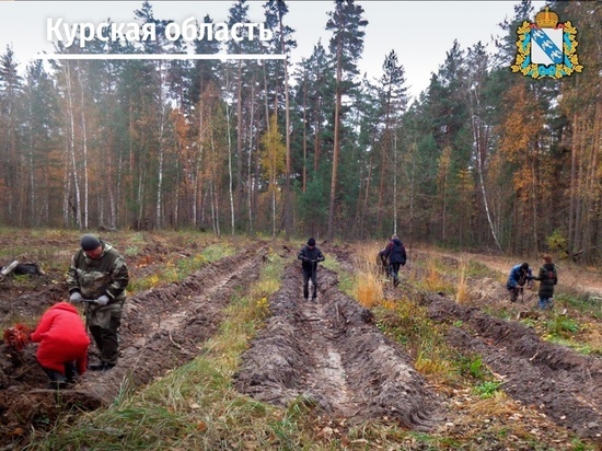 Под Курском высадили 500 саженцев красного дуба из Железногорского питомника