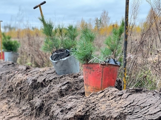 В Чувашии посадили деревья в память погибших в СВО