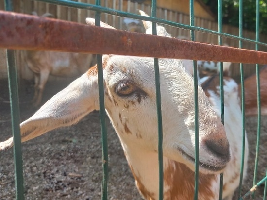В Донецке миной оторвало ногу домашней козе