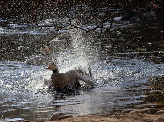 В Ленинградском зоопарке показали плавающих в пруду горных гусей