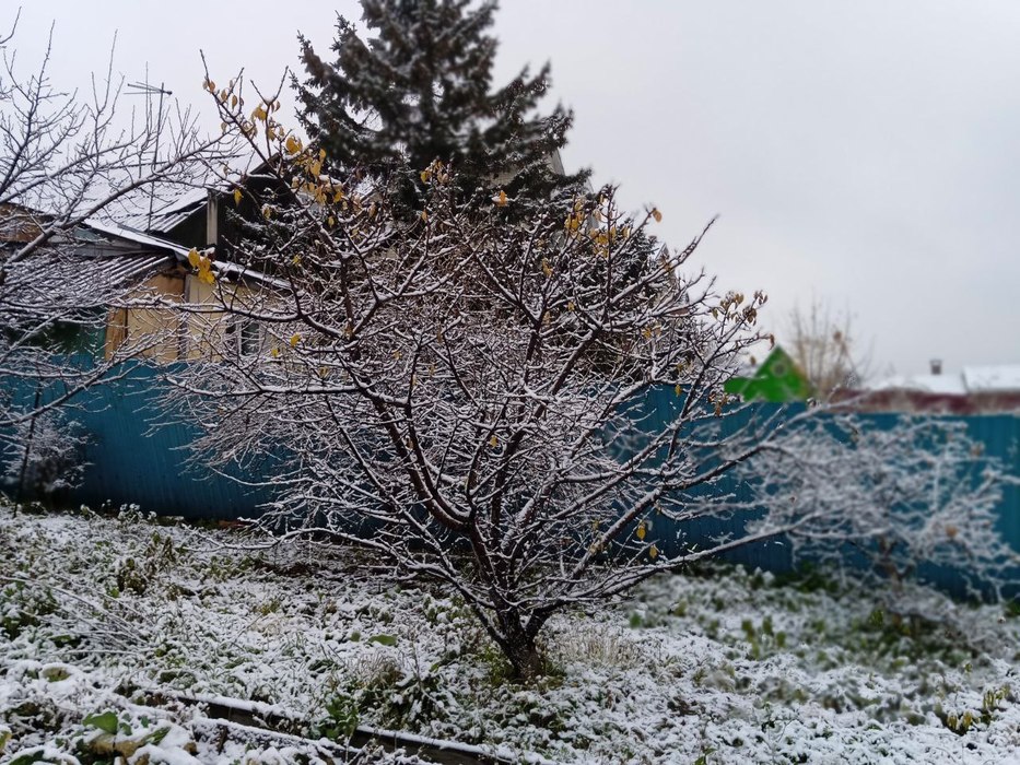 Хабаровске выпал снег. В Хабаровске выпал снег. Первый снег фото. Снегопад в Хабаровске. Когда выпадает первый снег.