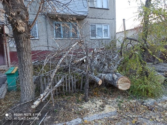 Обрушившийся на Барнаул ураган повалил деревья, остановки и оставил жителей без света