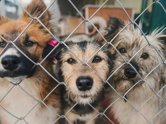 Управление ветеринарии по Костромской области напоминает: собака бывает кусачей только от жизни собачьей