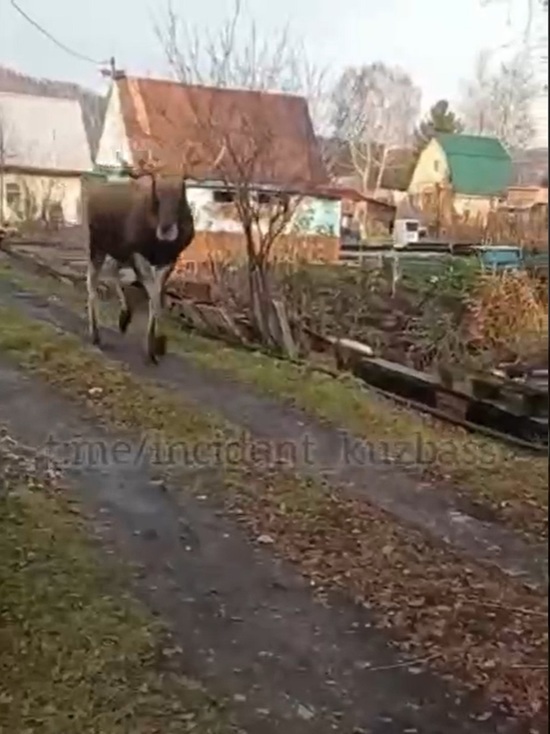 Гуляющие по поселку лоси восхитили кузбассовцев