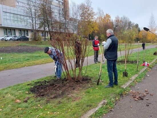 Новгородцы высадили деревья в сквере на Гзени во время общегородского субботника