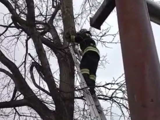 Пожарные на Сахалине спасли кота, просидевшего два дня на дереве