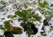 В прошлые выходные в Хабаровске прошли заморозки и выпал первый снежок
