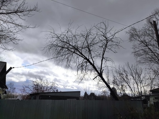 Дерево упало на линии электропередач в кузбасском городе