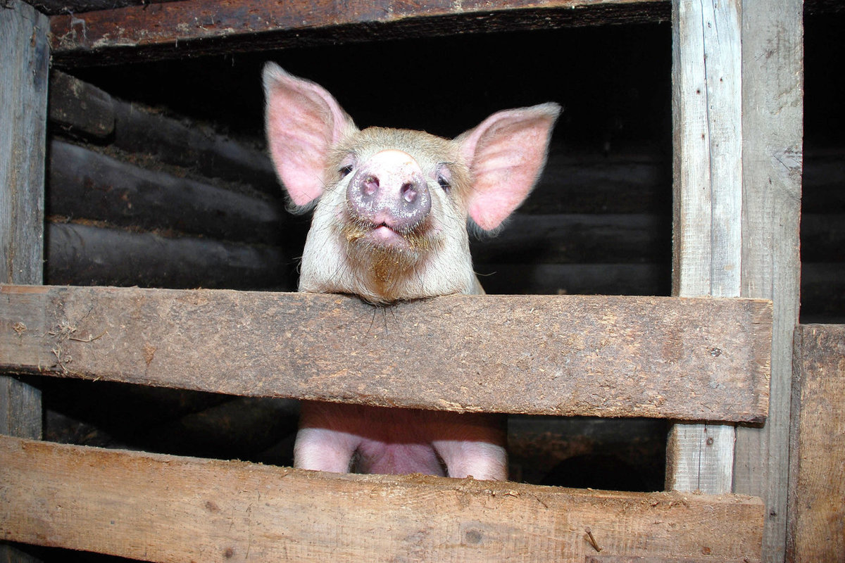 Костромские строгости: Минсельхоз запретил кормить свиней пищевыми отходами