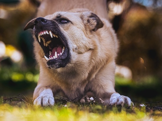 Агрессивные бродячие собаки терроризируют жителей нескольких городов Карелии