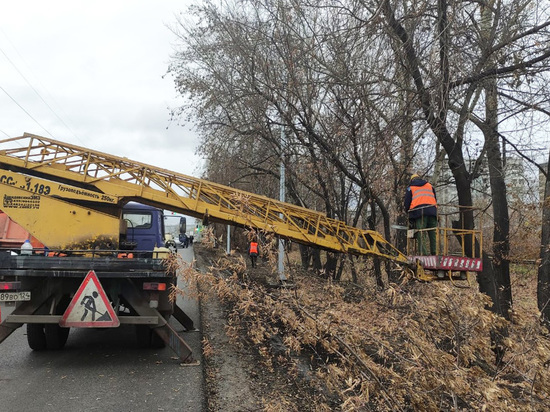 В Красноярске только сейчас начали обрезать деревья