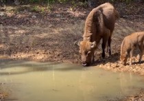 Новаторский проект по восстановлению дикой природы преподнес неожиданный сюрприз: детеныш бизона