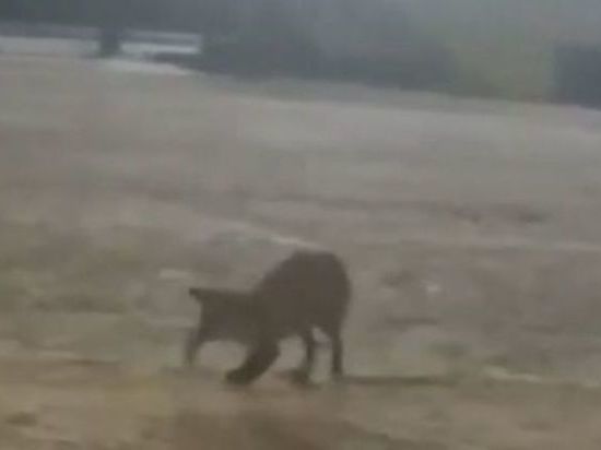 В Азнакаево экологи обязали ликвидировать свалку