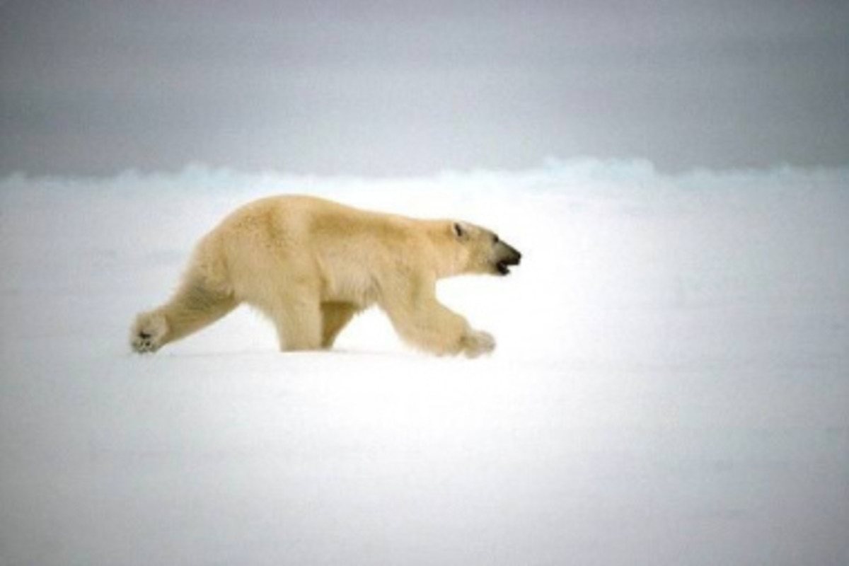 Скорость бега белого медведя. Белый медведь бежит. Белыймедведь бежжжжит. Белый медведь бегает. Белый медведь убегает.