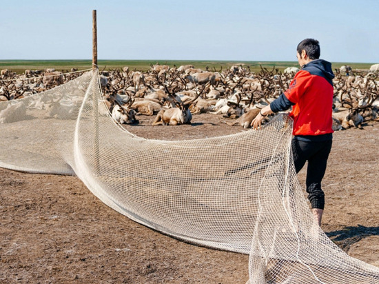 Разведение коней и страусов, выращивание микрозелени и раков: на Ямале 11 фермеров претендуют на гранты «Агростартап»