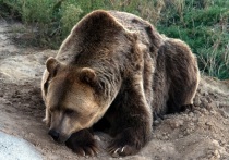 Медведь, который не раз был замечен на автоподъезде к селу в Мурманской области, а также непосредственно на улицах Териберки, больше не побеспокоит местных жителей.