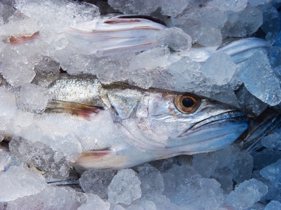 В Мурманской области хотели продавать отравленную рыбу