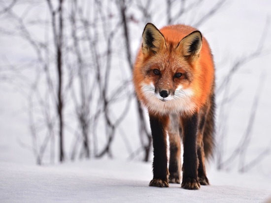 Жителей Ленобласти призвали не кормить с рук диких лис