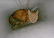 Жители подмосковного Егорьевска не смогли сами спасти кошку, которая провалилась в шахту лифта, и вызвали на помощь профессионала