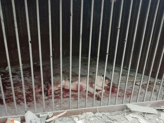 Домашний пес был тяжело ранен в Сватово