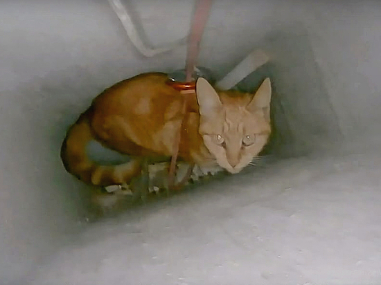 Зооспасатель-волонтер для спасения кошки прилетел в Подмосковье из Екатеринбурга