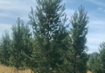 Земельные участки в Тарбагатайском районе Республики Бурятия заросли древесно-кустарниковой и травянистой растительностью на общей площади 130 га
