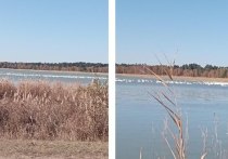 В октябре на озере Коростелевском собираются сотни белых лебедей