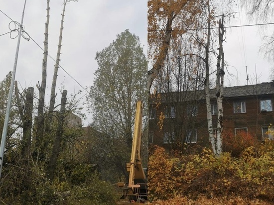 Сотню опасных деревьев спилят в Петрозаводске