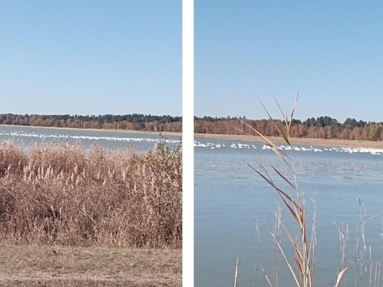 На алтайском озере заметили стаю лебедей