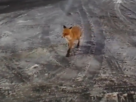 Заправиться пришла: лисица посетила АЗС в Губкинском