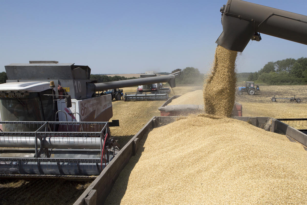 1 5 млн тонн. Урожай зерна. Перевозка пшеницы. Машина с зерном. Сбор урожая.