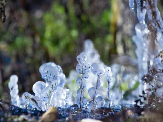 Ледяные фигурки: петербуржцы запечатлели одетые в лед растения после первых заморозков