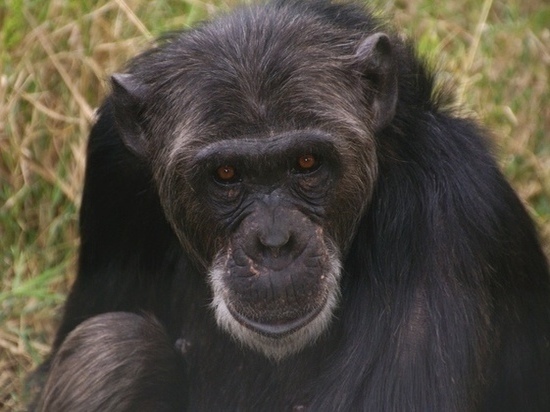 Назван самый привлекательный актер с внешностью шимпанзе