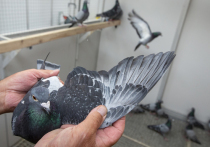 В Китае разработали систему дистанционного управления полетом живого голубя