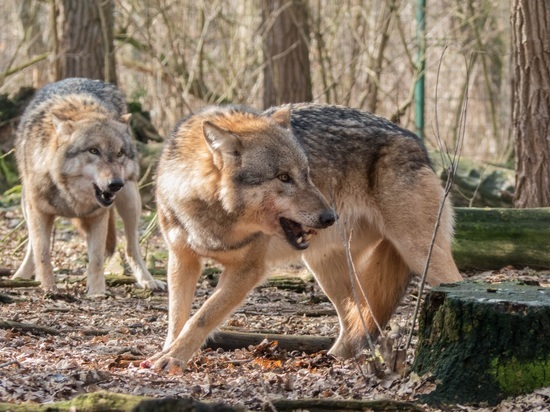 Волки разорвали пса рядом с детсадом в поселке Карелии