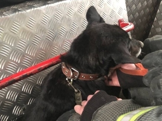 Спасатели в Сосновом Бору помогли вытащить из ямы обессиленного пса